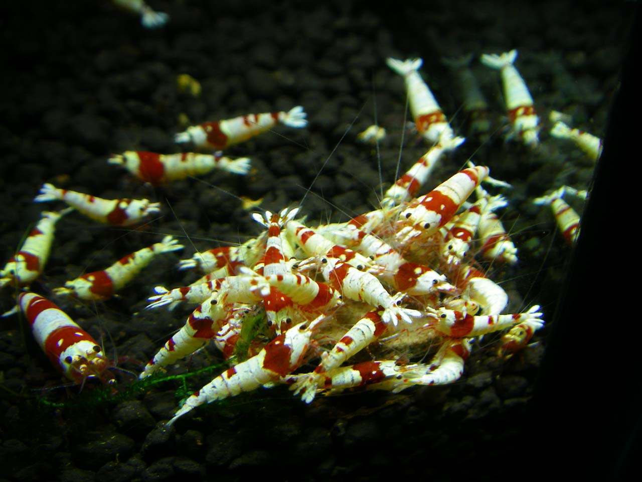 商談中ビーシュリンプ