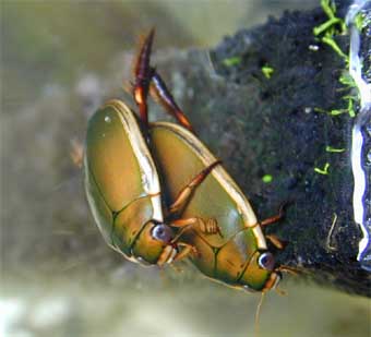 コガタノゲンゴロウ交尾