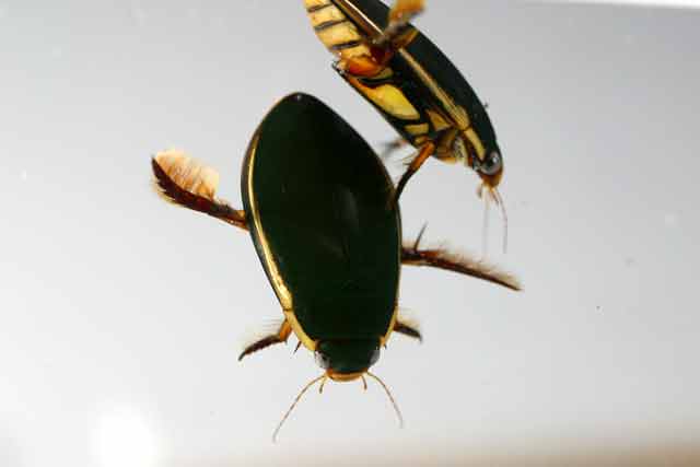 �Q���S���E