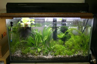 �Q���S���E�̎��琅���̗�