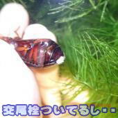 �V���[�v�Q���S���E���h�L�̌����