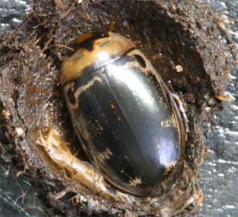 ホンシュウオオイチモンジシマゲンゴロウ成虫♂