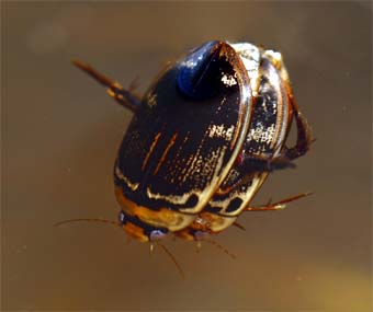 ホンシュウオオイチモンジシマゲンゴロウの交尾