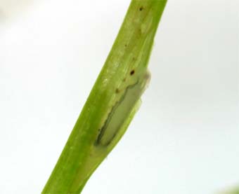 ホンシュウオオイチモンジシマゲンゴロウの卵