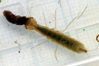 ホンシュウオオイチモンジシマゲンゴロウの3令幼虫