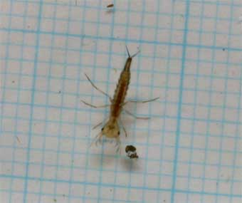 ホンシュウオオイチモンジシマゲンゴロウ1令幼虫