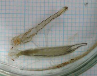 �z���V���E�I�I�C�`�����W�V�}�Q���S���E�R�߂Ȃ肽��