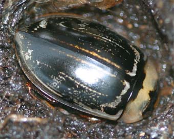 ホンシュウオオイチモンジシマゲンゴロウ成虫♂色が薄い時