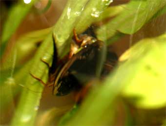 �z���V���E�I�I�C�`�����W�V�}�Q���S���E�̎Y��