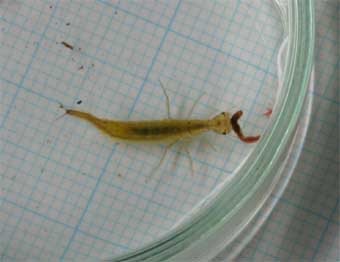 ホンシュウオオイチモンジシマゲンゴロウ2令幼虫