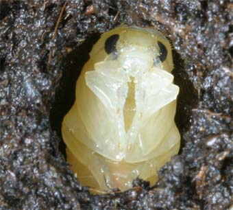 ホンシュウオオイチモンジシマゲンゴロウの蛹