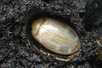 �z���V���E�I�I�C�`�����W�V�}�Q���S���E�H�����㐬��