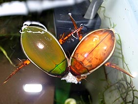 ノーマルゲンゴロウと色変わりゲンゴロウ