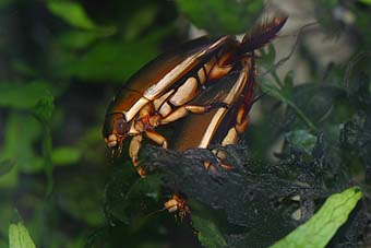 ナミゲンゴロウの交尾