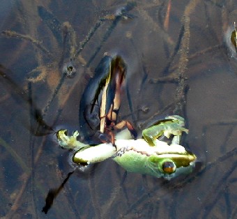 野生のナミゲンがシュレーゲルアオガエルに襲いかかる所